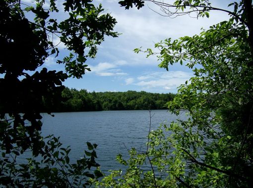 Étang de Walden, juin 2012