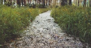 Ruisseau dans la forêt