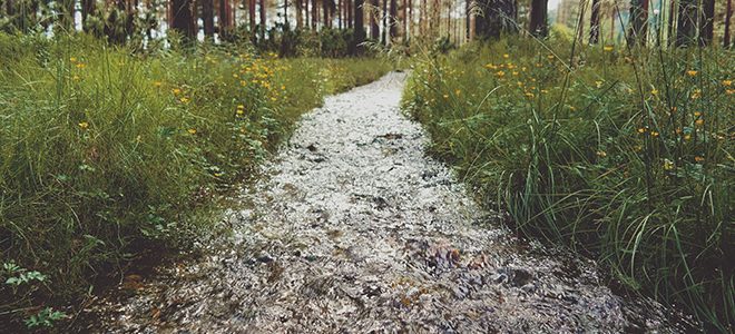 Ruisseau dans la forêt