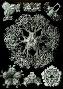 Ernst Haeckel, Kunstformen der natur, Ophiodea 70