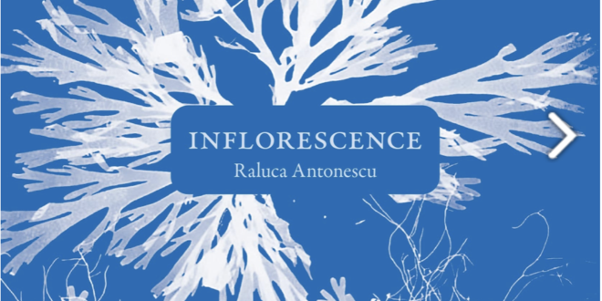 Raluca Antonescu Inflorescence couverture