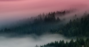 Pauline Picot Votre âme sœur est peut-être dans cette forêt couverture