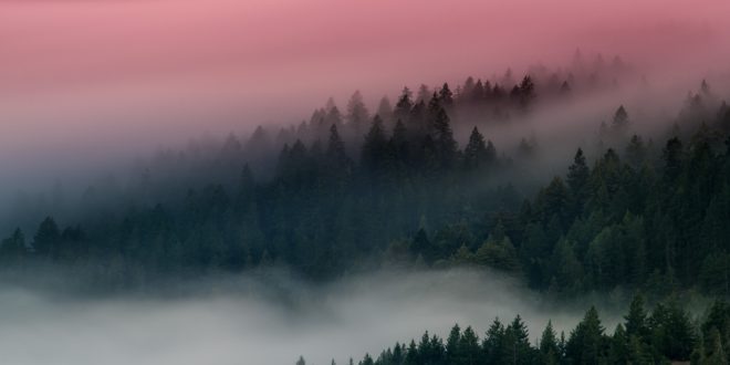 Pauline Picot Votre âme sœur est peut-être dans cette forêt couverture