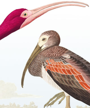 UDL-Jean-Jacques-Audubon-Ibis-à-tête-rouge